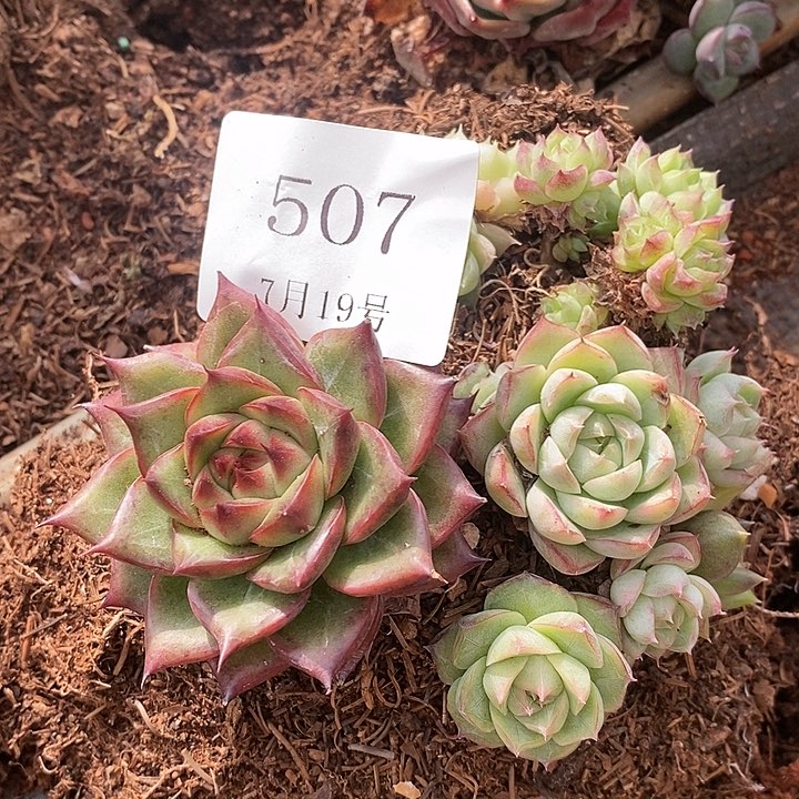 【闪购商品】云507