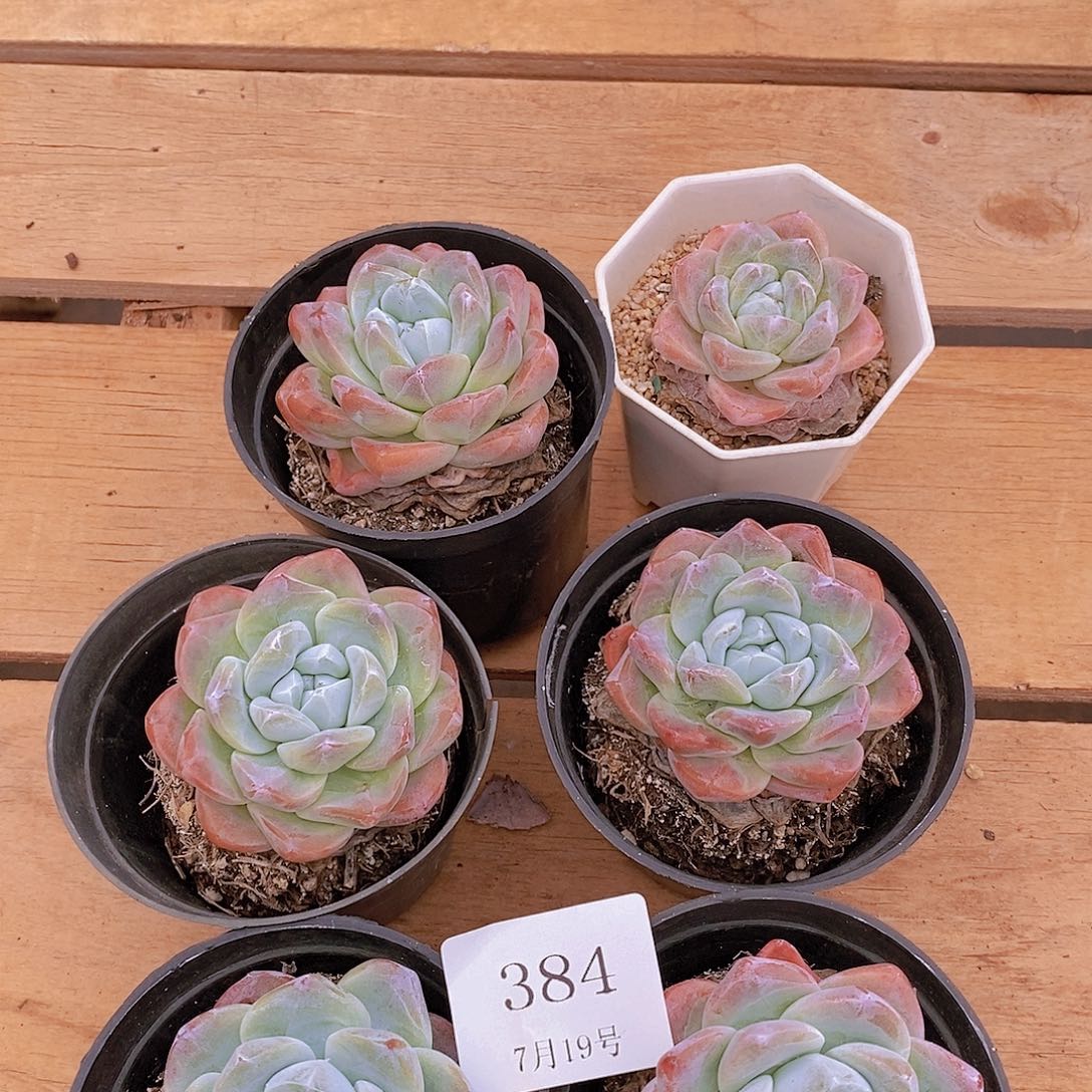 【闪购商品】云3846颗冰玉