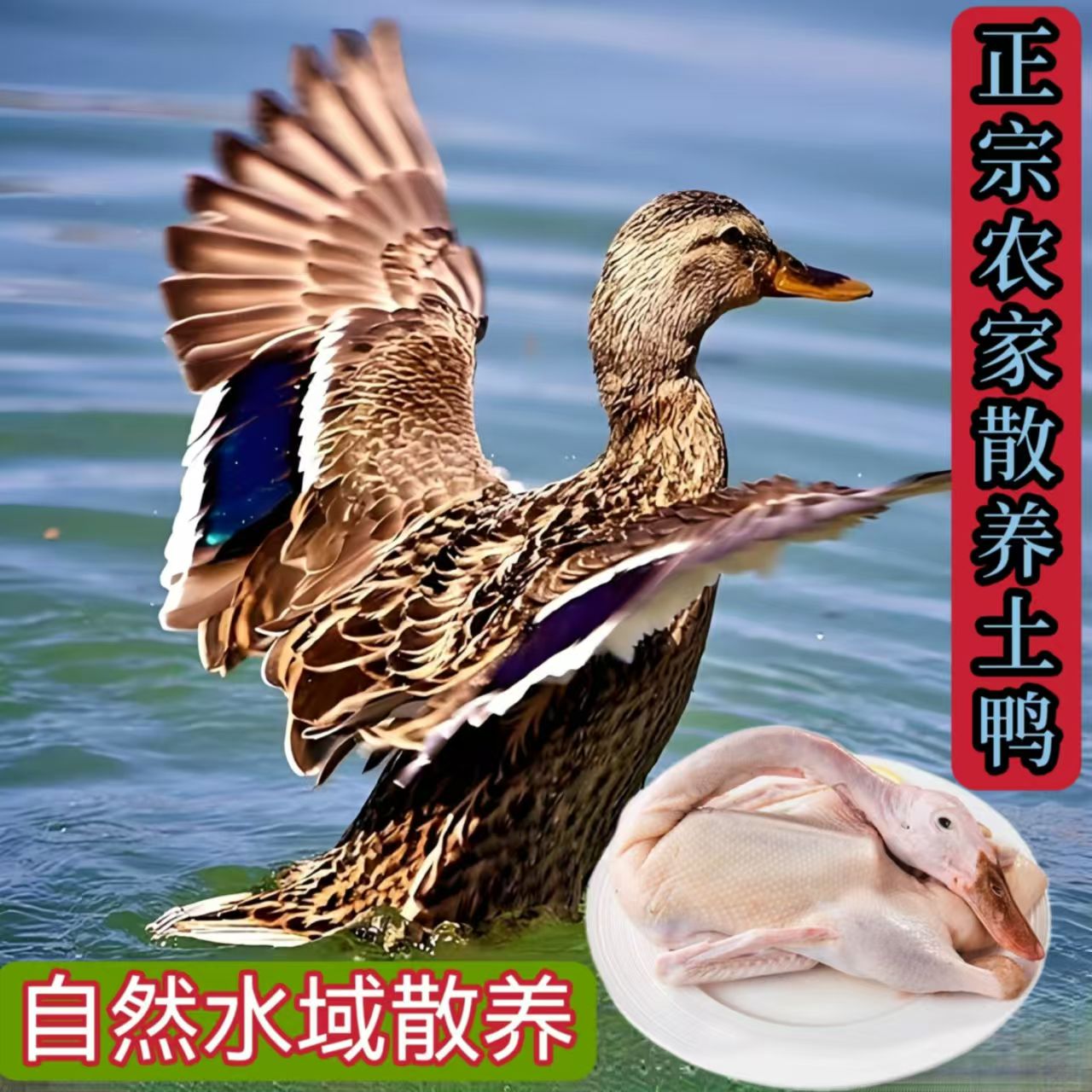 【顺丰包邮】拍一只送一只农家散养土鸭净重9-10斤带掌、带翅、带心肝