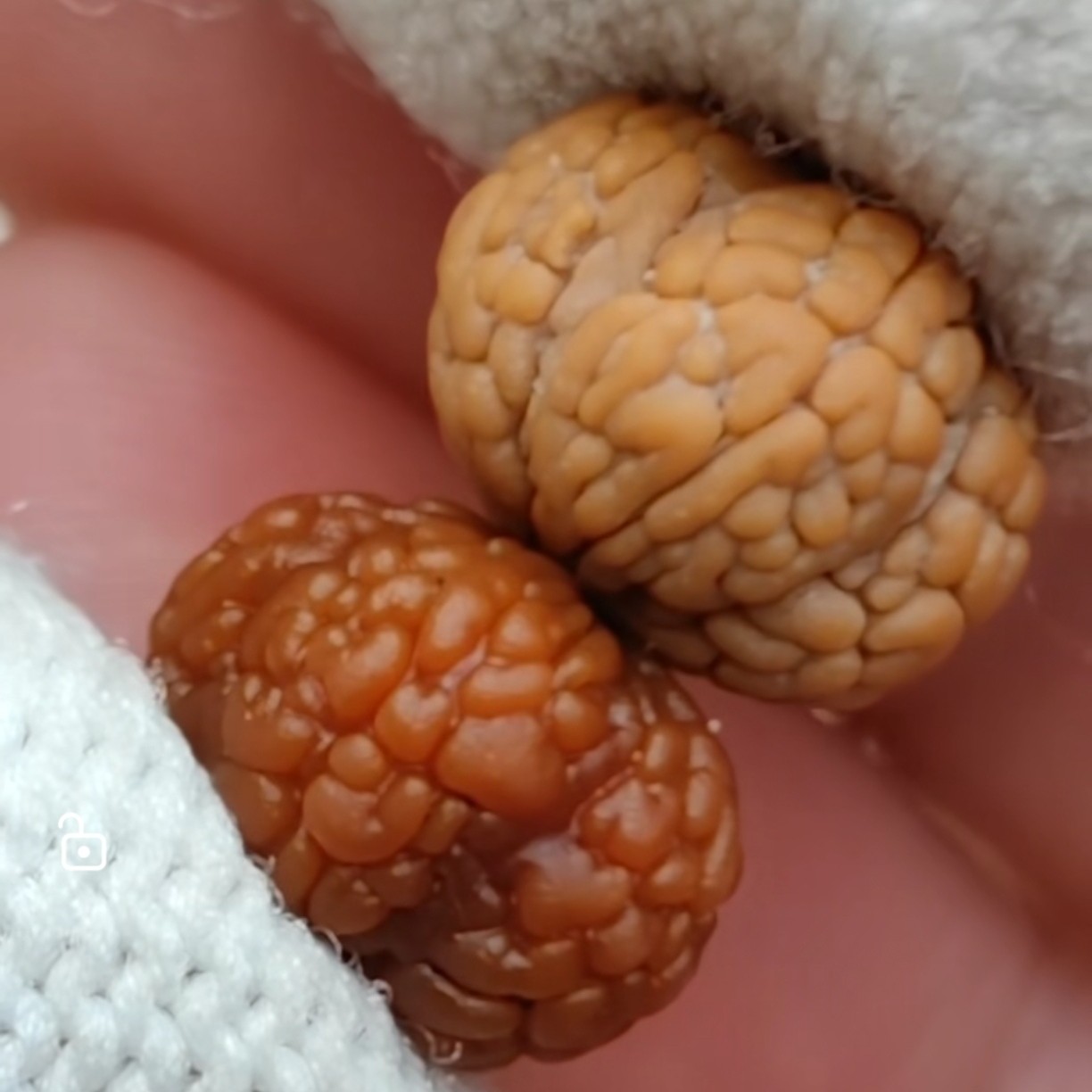 誉鑫YUXINGE「毒药龙鳞•飞碟梅花」5瓣龙鳞王