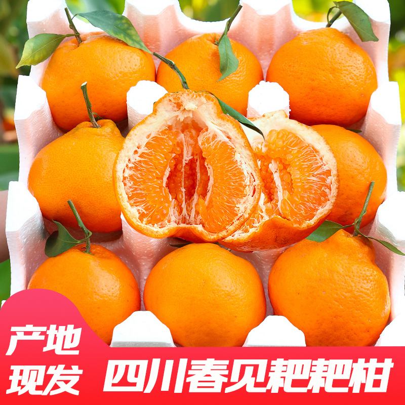 爆汁正宗春见四川春见耙耙柑甜橘现摘耙耙柑酸甜直发香甜皮薄甜度
