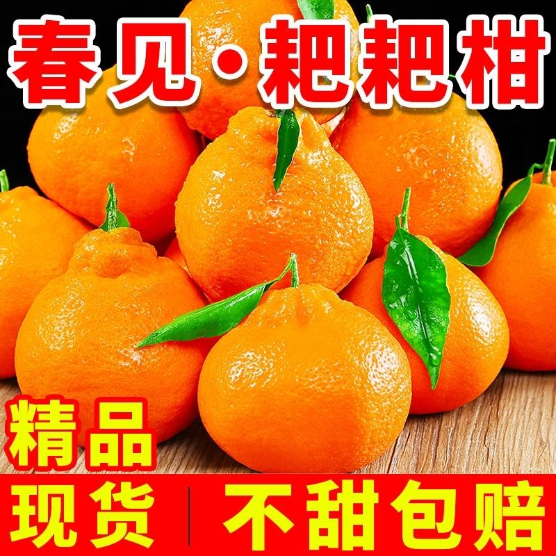 四川春见耙耙柑橘子新鲜水果丑八怪当季整箱桔子水果优质丑橘无籽