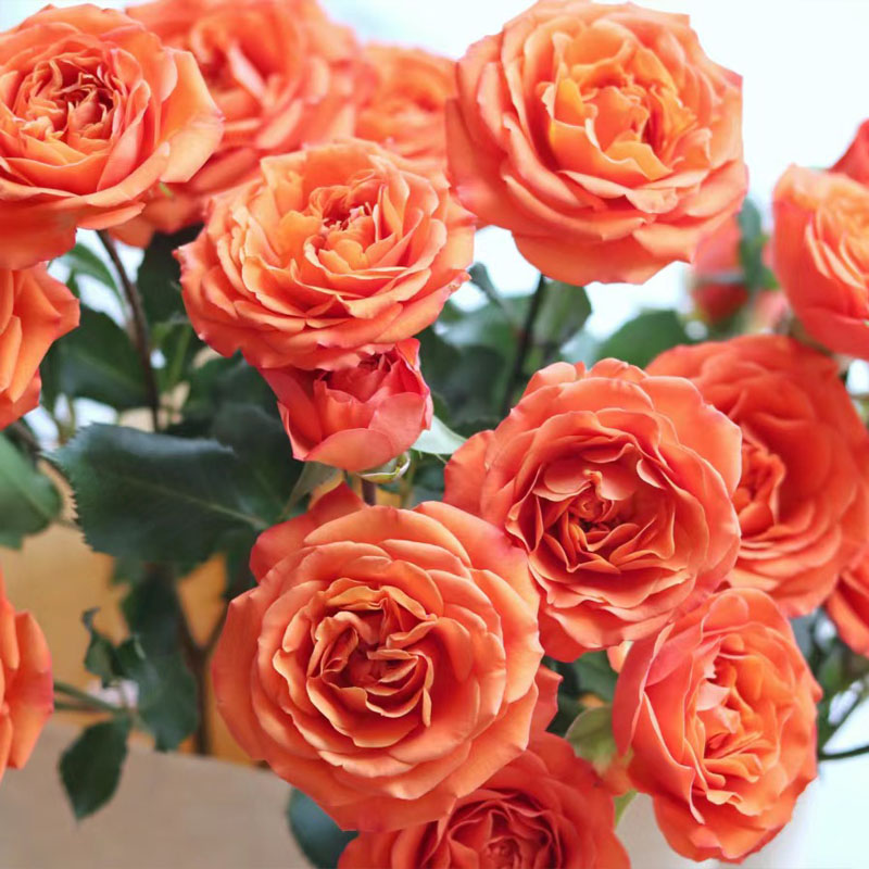 橙色芭比多头泡泡玫瑰全场鲜花加入购物车2件包邮鲜花20%不售后