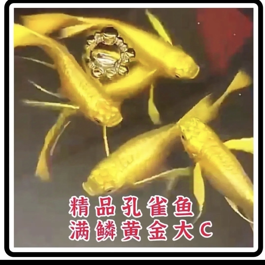 满鳞黄金金丝带大c孔雀鱼精品高端混养四季家养热带鱼广东发货