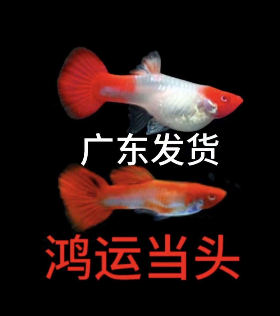 精品鸿运当头小型热带风水观赏孔雀鱼家养混养胎生易繁殖广东发货