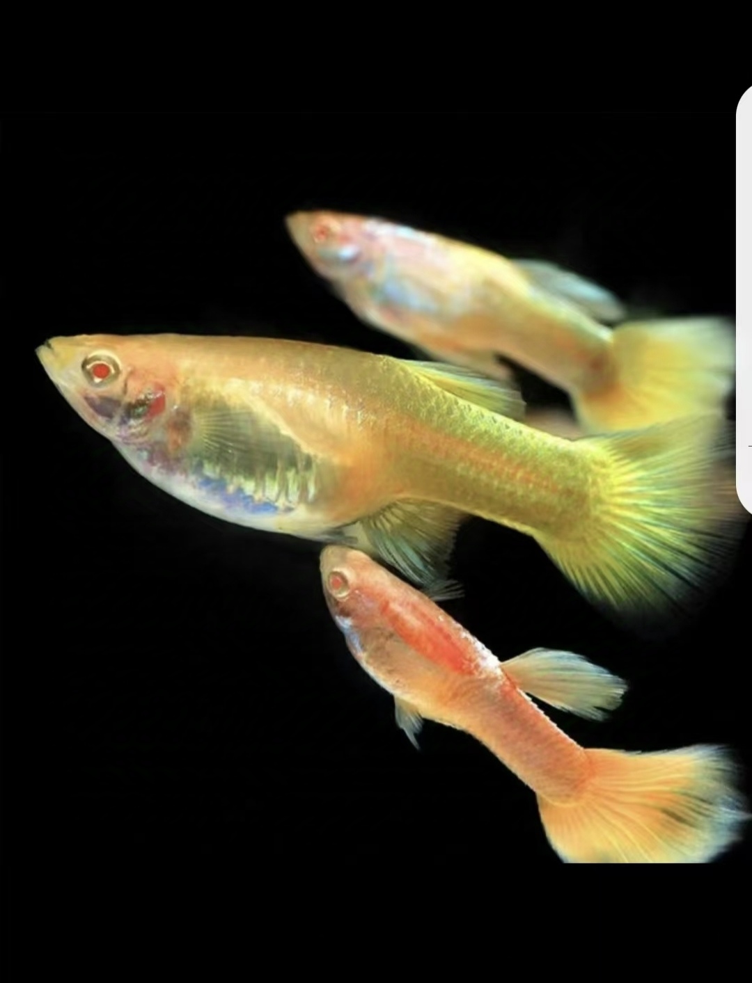 纯种精品黄金孔雀鱼四季家养混养胎生易繁殖热带鱼观赏鱼广东发货