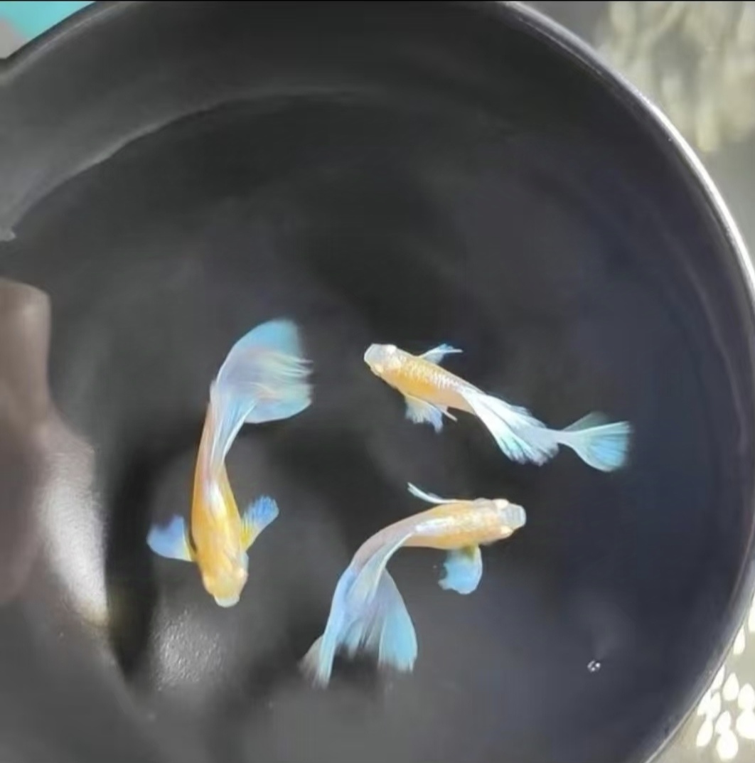 高端精品蓝白缎带大C孔雀鱼 四季混养家养耐活热带观赏鱼广东发货