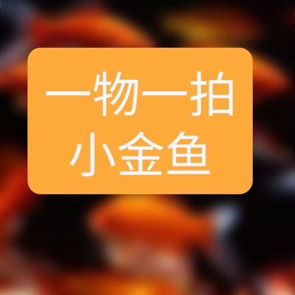 观赏鱼 直播间 挑选