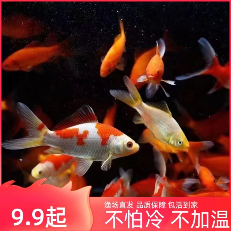 4-6厘米冷水观赏鱼小金鱼好养小鱼养不死喂乌龟锦鲤草金饲料鱼
