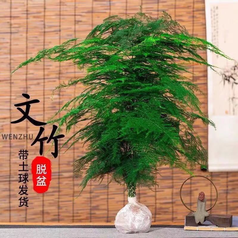 虹语文竹盆栽植物办公室内绿植花卉客厅特大棵文竹苗矮生高端云竹