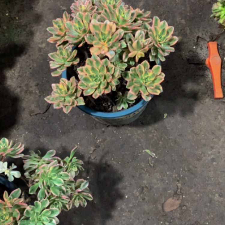 【闪购商品】紫砂茶碗D672