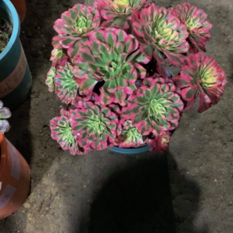 【闪购商品】紫砂茶碗D673