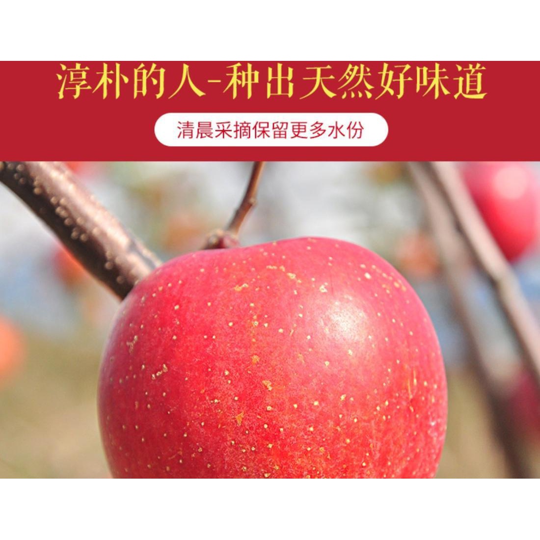 （1~9斤）正宗新疆阿克苏冰糖心苹果新鲜水果现货现发包邮应季水果