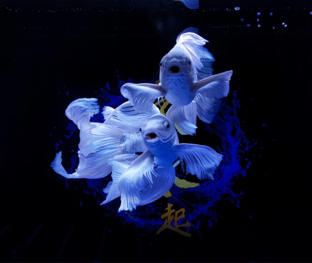 直播间一物一拍观赏鱼