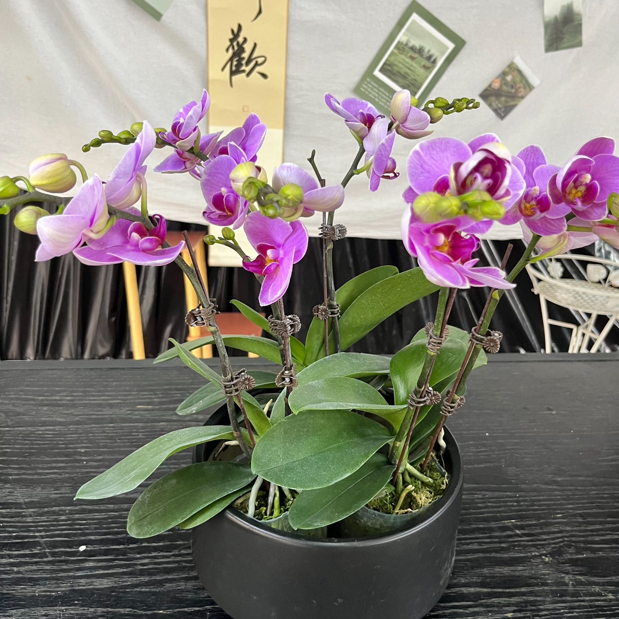 蝴蝶兰【紫蝶】好养耐开粉色 养护花期长紫色花开富贵2.8寸杯双花剑