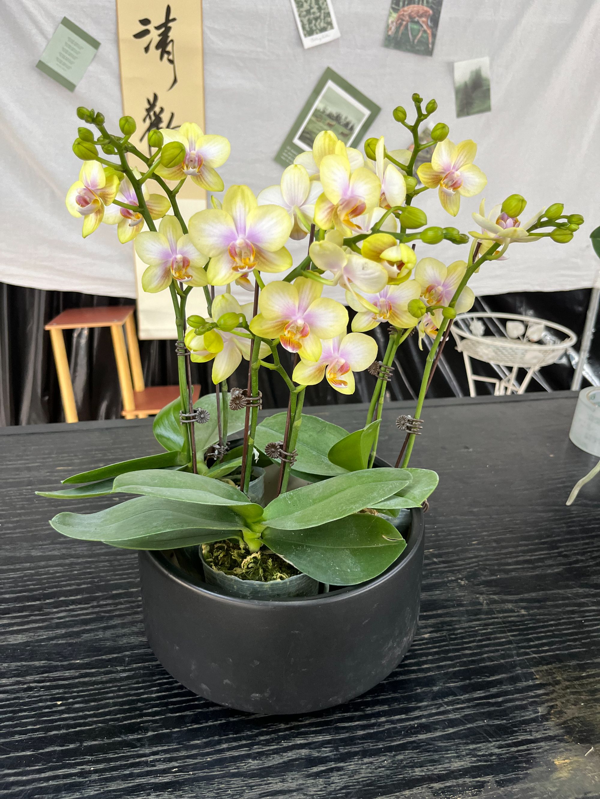 蝴蝶兰【祥云】好养耐开 花期长美观艳丽优雅经典 2.8寸杯双花剑