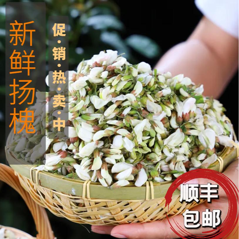 2024年现摘新鲜洋槐花农产品顺丰包邮