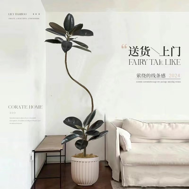 网红黑金刚橡皮树客厅大盆栽造型大型绿植室内好养吸甲醛客厅植物