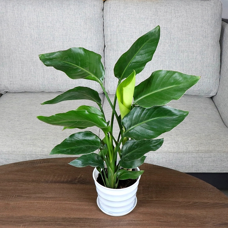 天堂鸟大型绿色植物水养土养室内盆栽水培花卉观叶大型绿植绿植