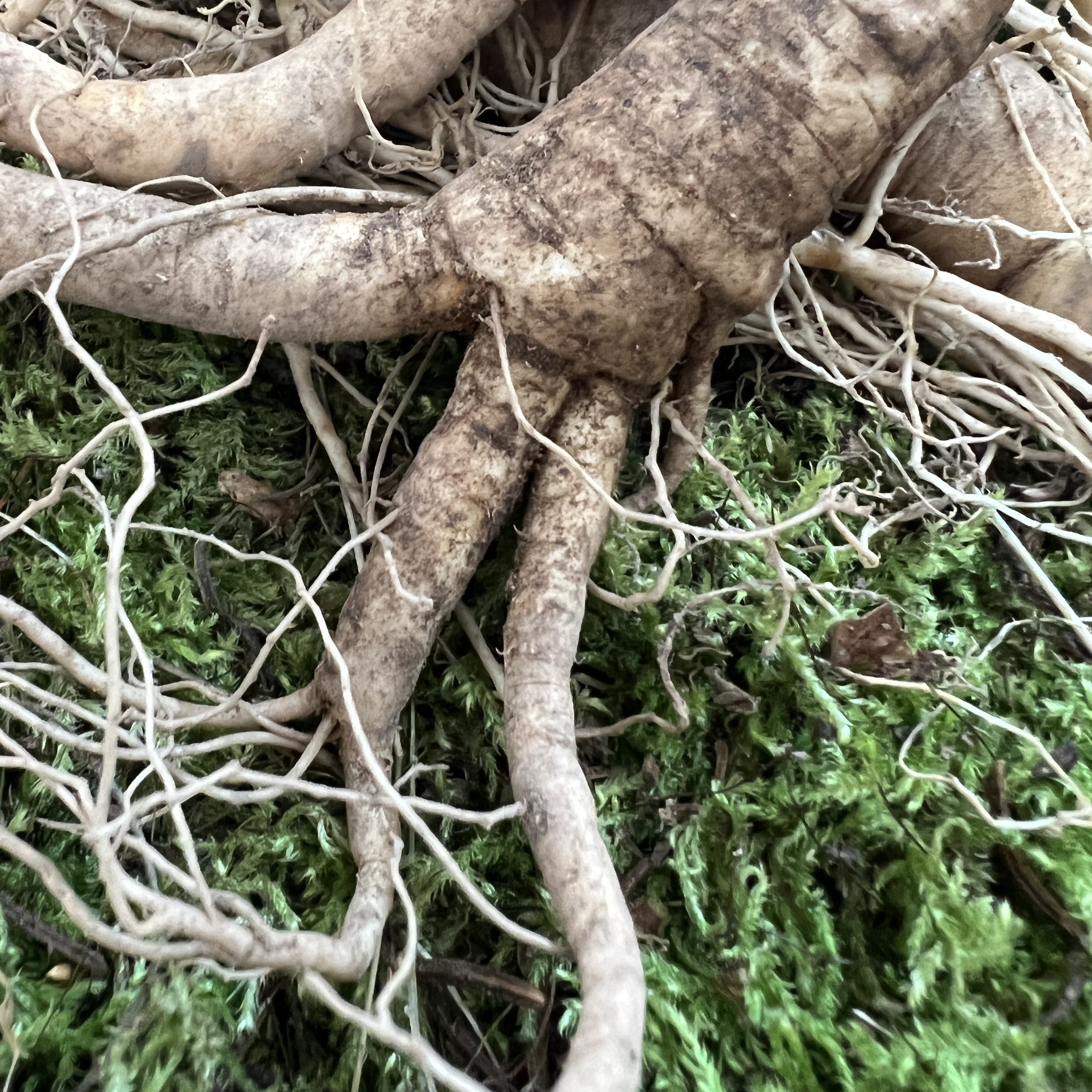 现挖西洋参 2支大个头 