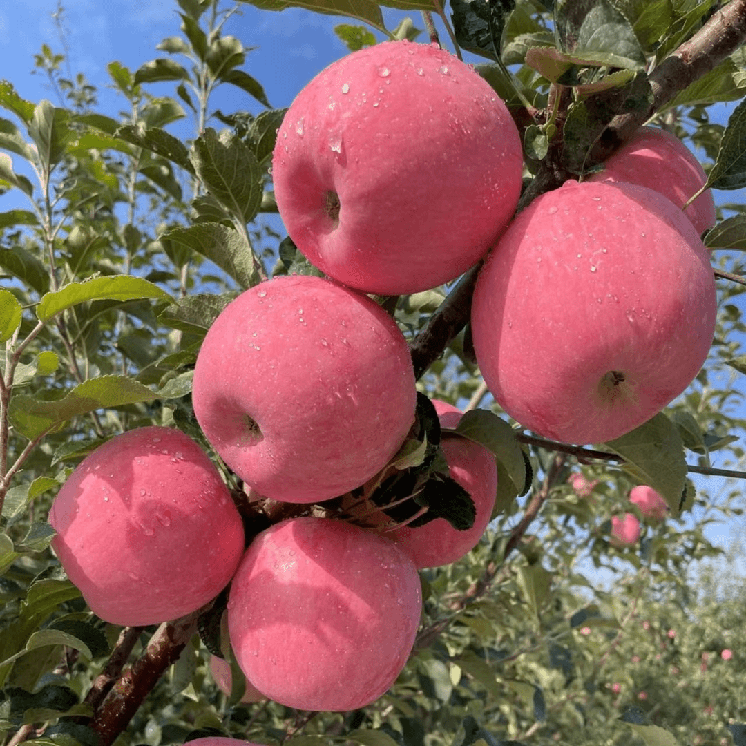 苹果苹果苹果苹果苹果