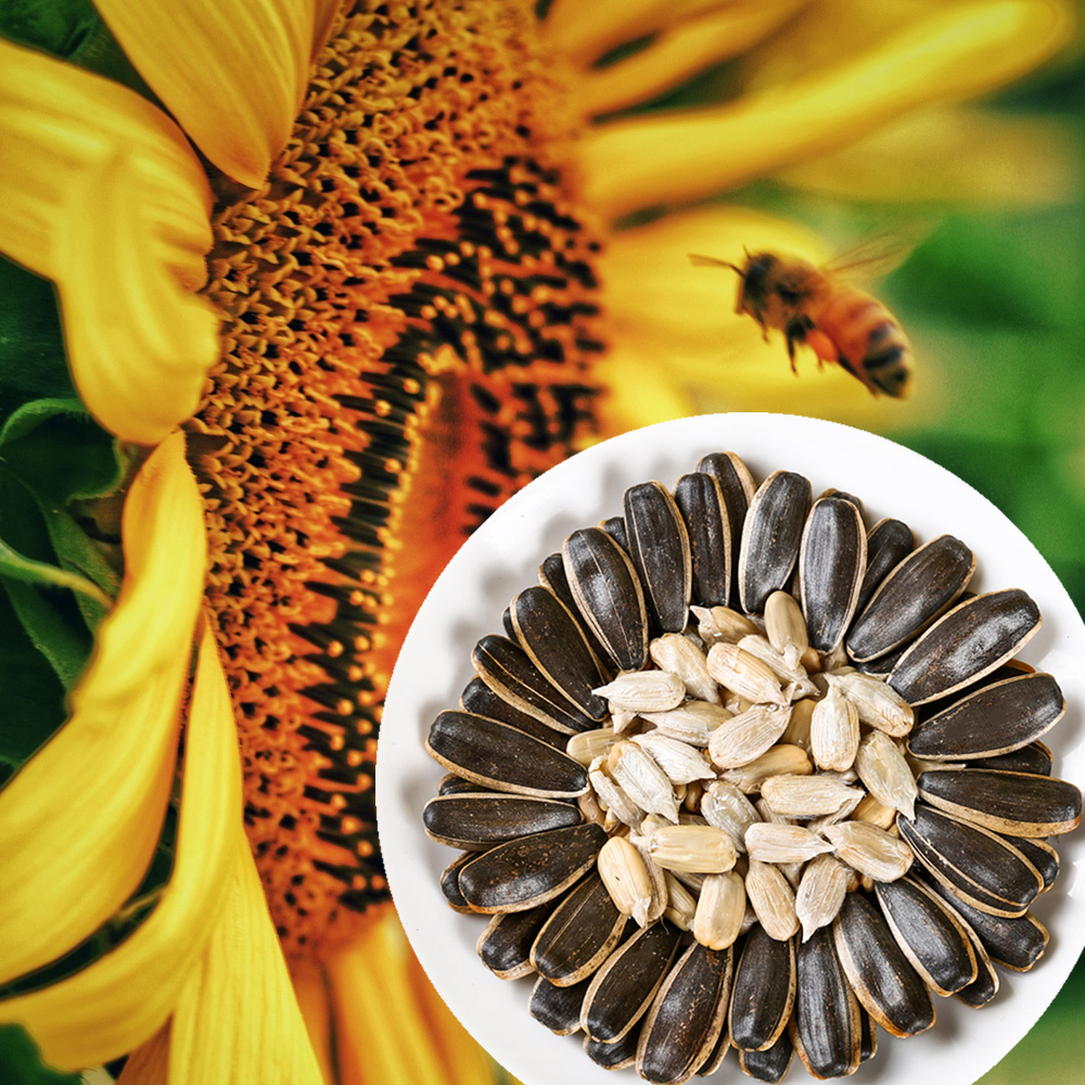 冰山雪农原味新疆葵花籽300g✖️3包 炒熟不添加