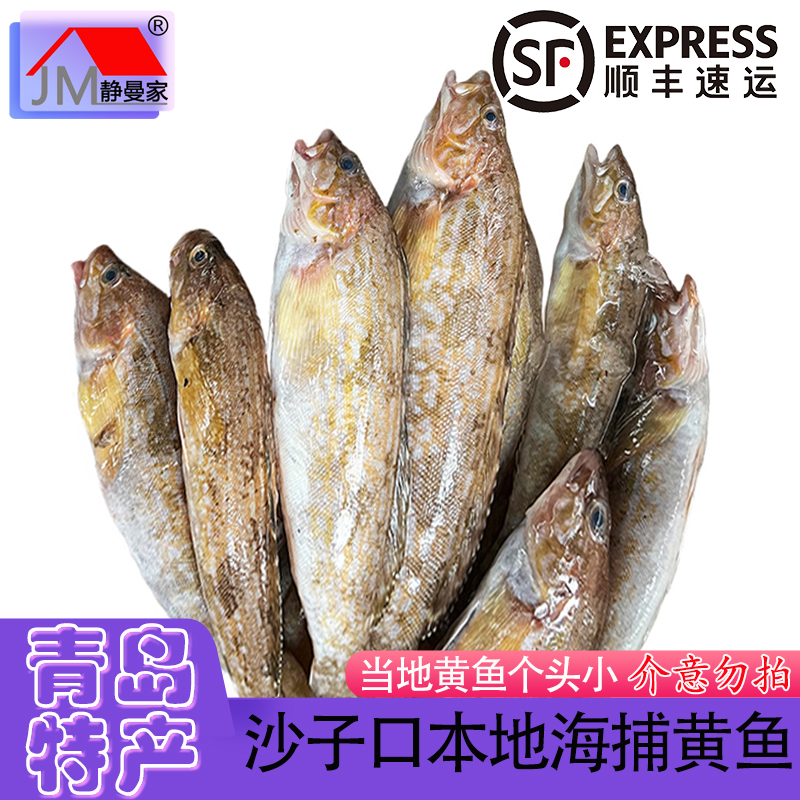 静曼家黄鱼 青岛沙子口码头本地当地新鲜货当流海捕海鲜 不沾淡水