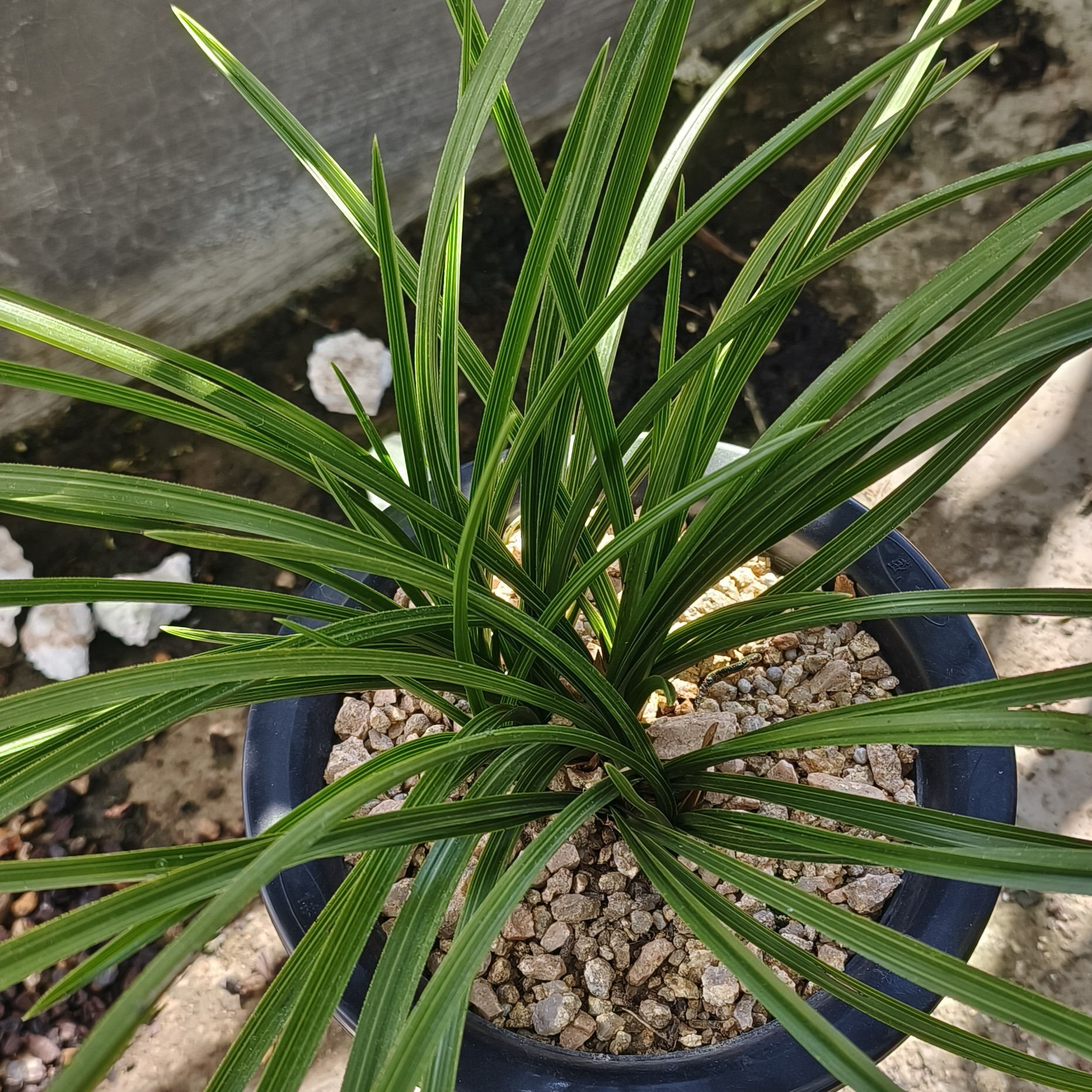 蕙兰色花 直播间一物一拍（新疆 西藏 青海）不包邮