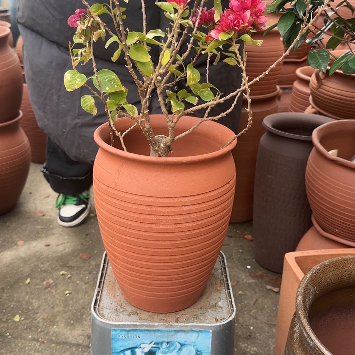 【闪购商品】紫砂花盆口20高25