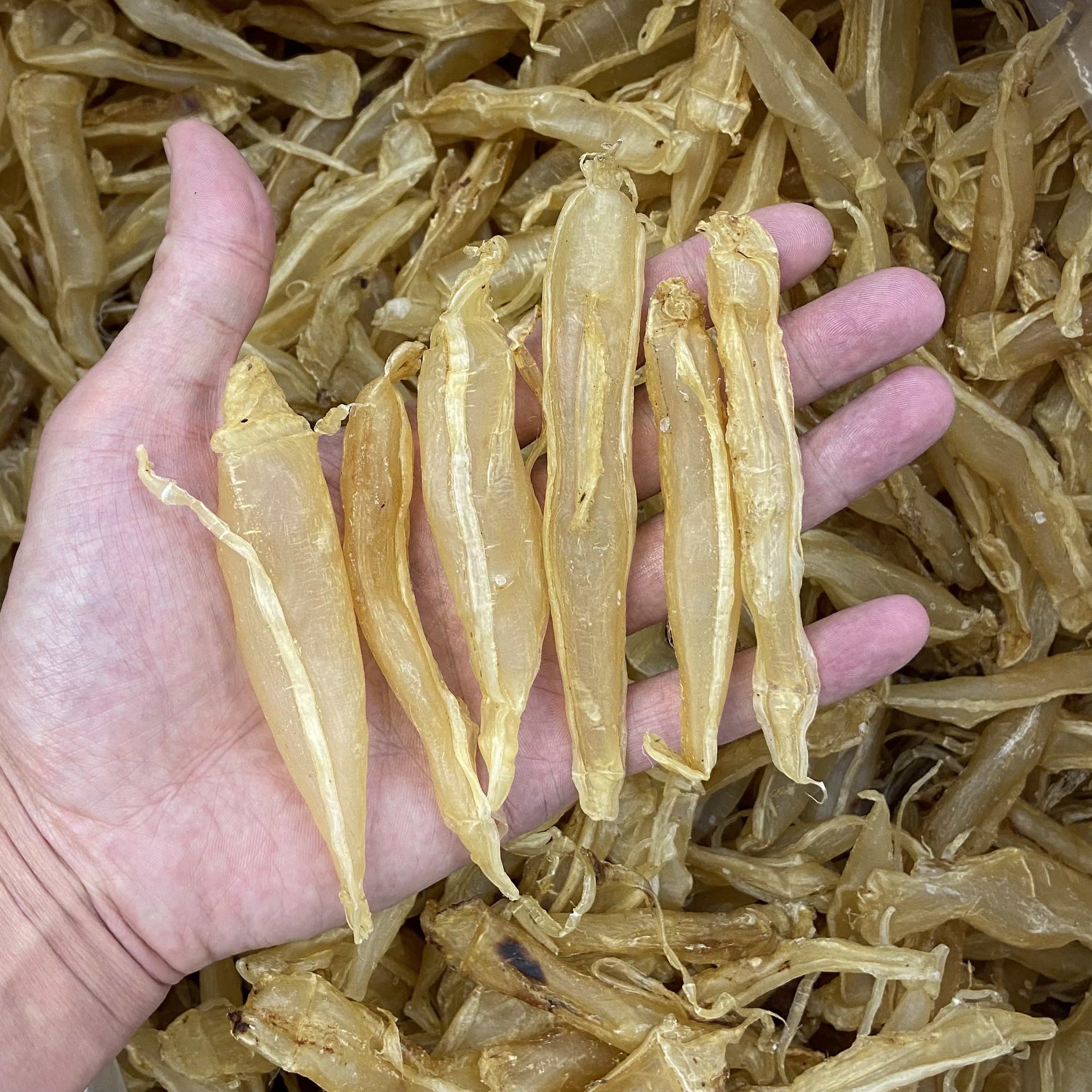 双须金龙胶 广东鱼胶花胶干货 250-500g