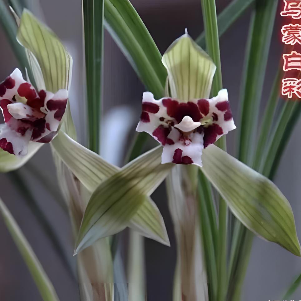 怡诚兰花直播间一物一拍  付款请备注
