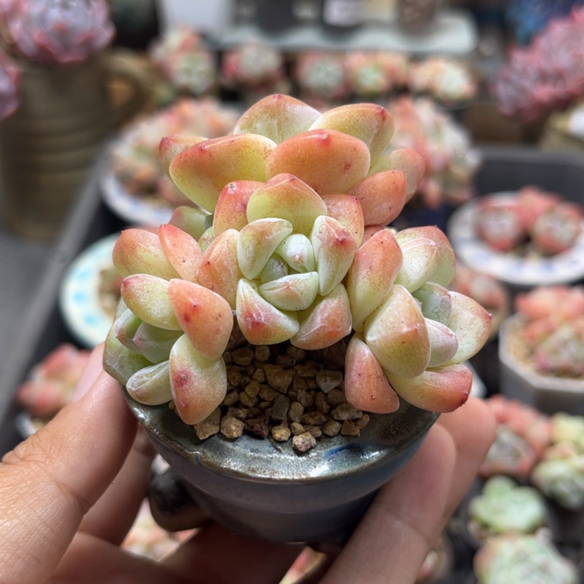 【闪购商品】3898冰玉3头