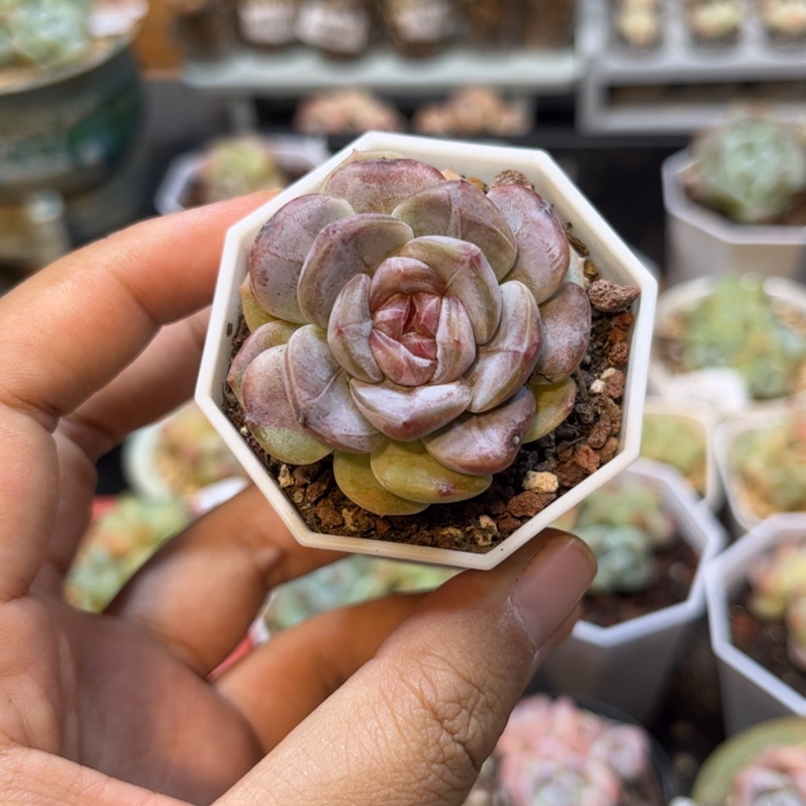 【闪购商品】2453白恋单头