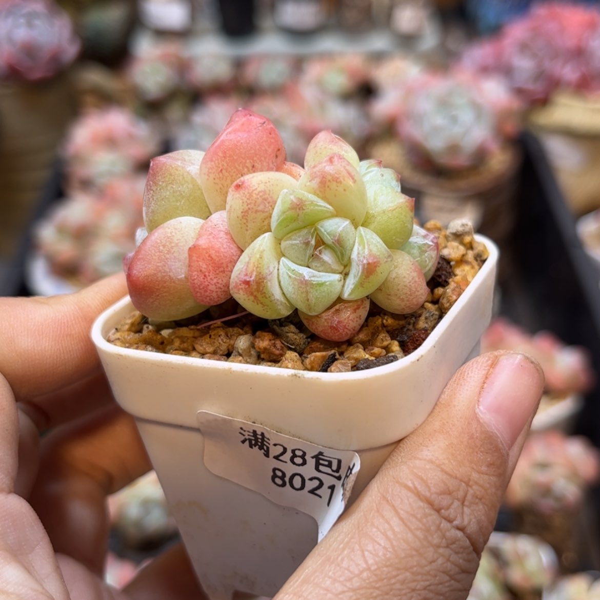 【闪购商品】8021冰玉3头