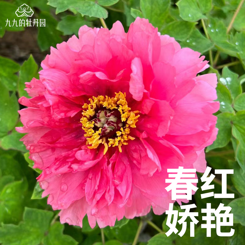 【春红娇艳】洛阳牡丹盆栽重瓣裸根老桩大苗盆栽地栽耐寒洛阳牡丹