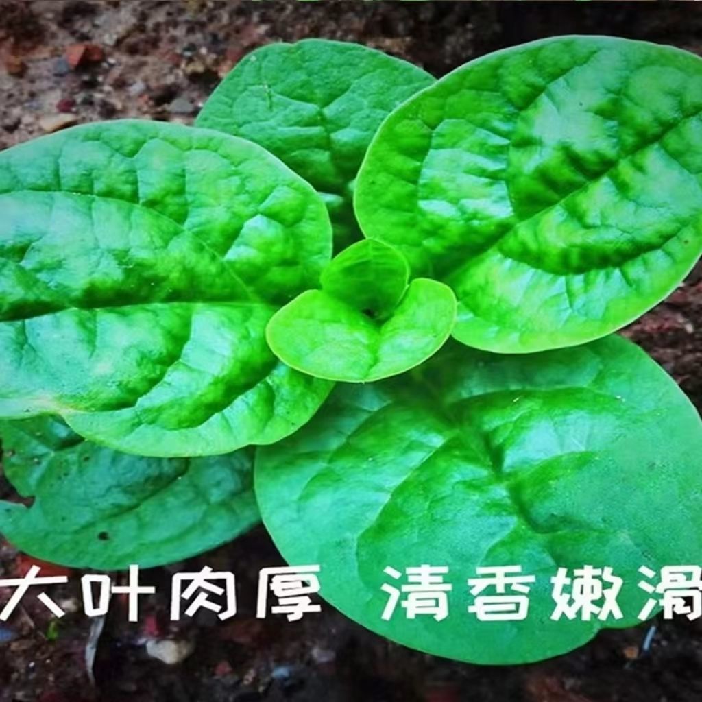 大叶木耳菜种籽四季爬藤豆腐菜种子阳台盆栽青菜籽种农家蔬菜种孑