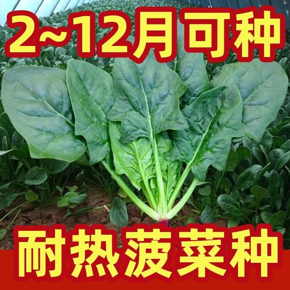 耐热大叶波菜种子夏季耐高温青菜种籽春秋四季农家阳台蔬菜种子