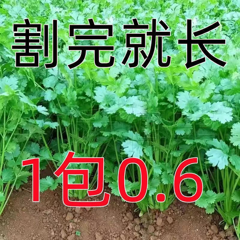 四季小香菜种子阳台室内花卉盆栽庭院蔬菜种子四季种植香菜籽种子