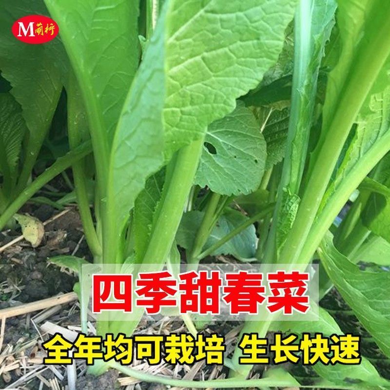 潮汕大叶春菜种子 老品种春芥菜种子 菜籽盆栽蔬菜种孑四季甜春菜