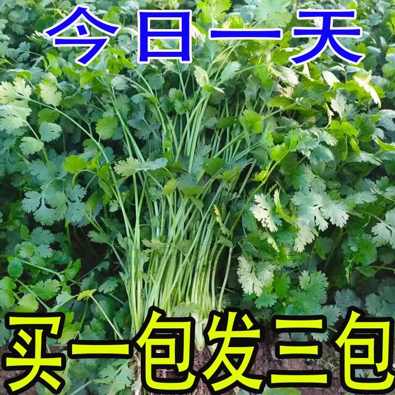 香菜种子大全农家盆栽苗大叶芫荽种籽四季食用香菜籽蔬菜种籽种孑