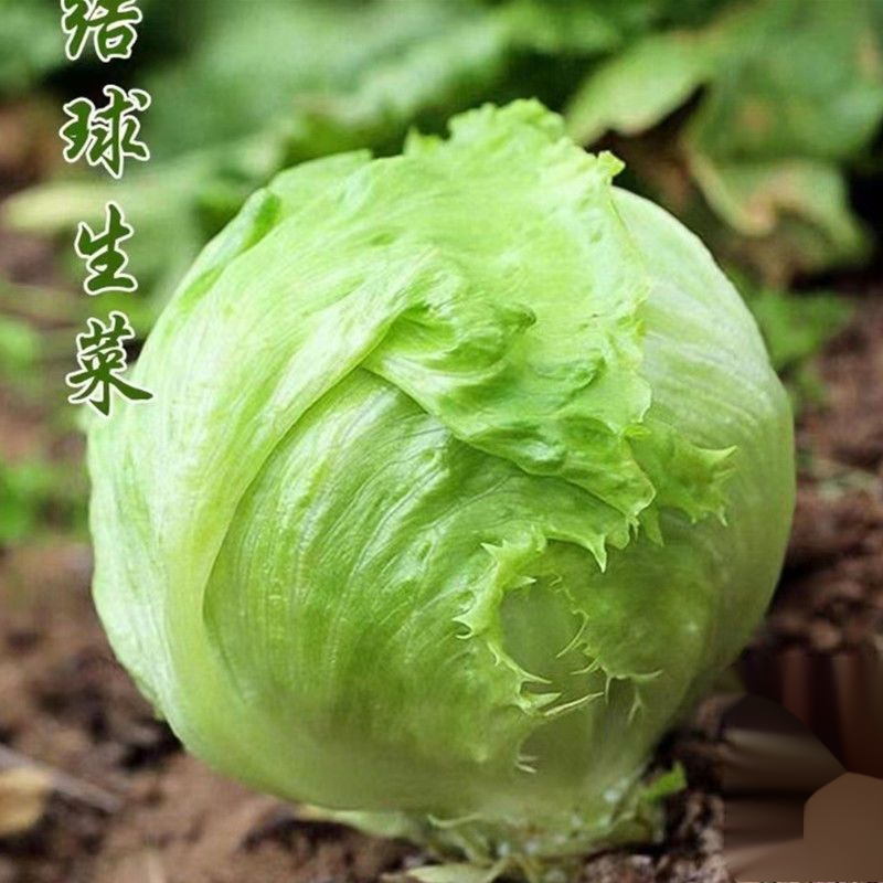 结球生菜甜脆生菜种子脆嫩爽口生吃生菜种籽盆栽四季农家蔬菜