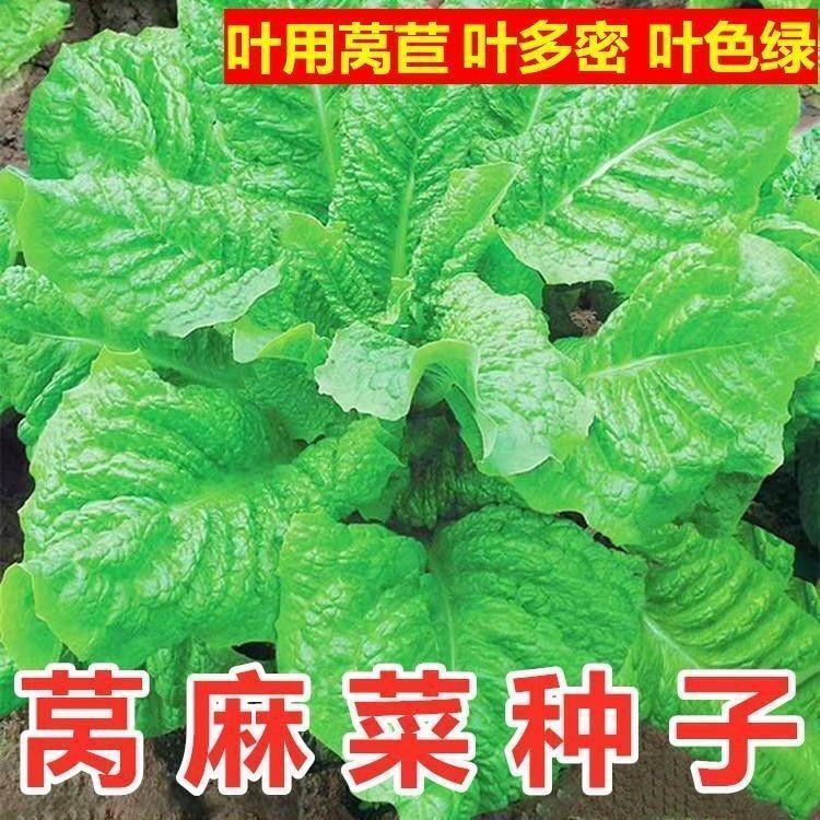 莴麻菜种子莴苣麻菜莴鸡菜香香菜种子四川夏秋季蔬菜种鸡菜种四季