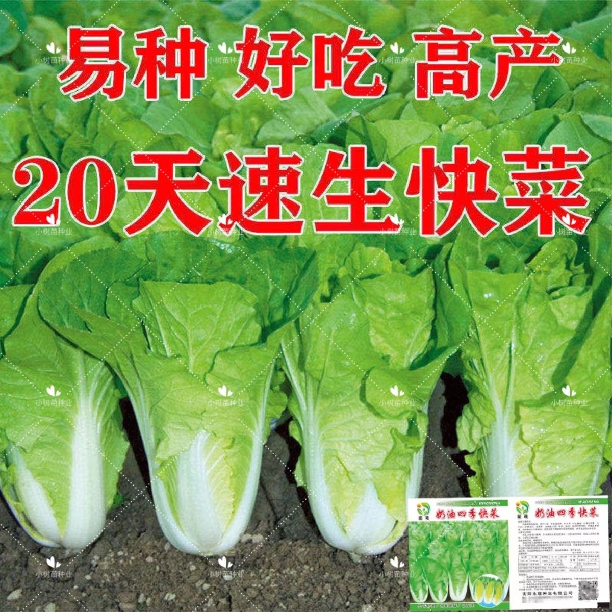 快菜种子20天成熟四季速生耐热耐湿蔬菜种子大小白菜种子杂交种子