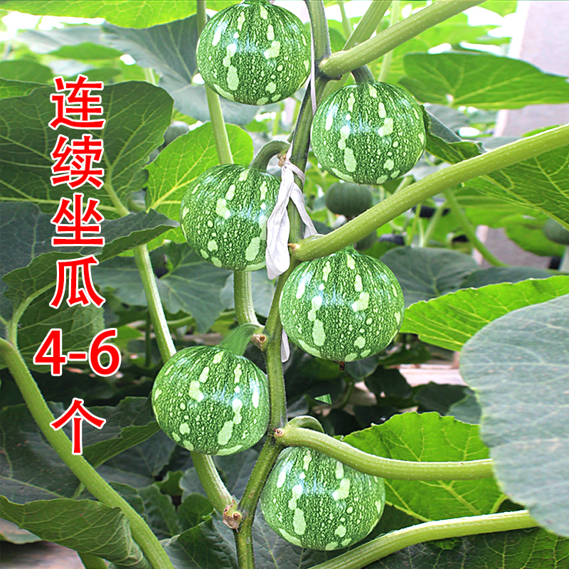 高产嫩南瓜种子专食嫩瓜绿皮迷你小南瓜菜瓜西葫芦青瓜蔬菜种籽孑