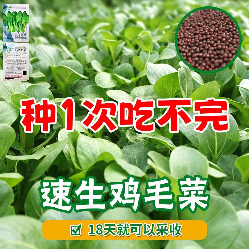 鸡毛菜种籽四季小白菜青菜油菜上海青20天速成盆栽蔬菜籽易活种植