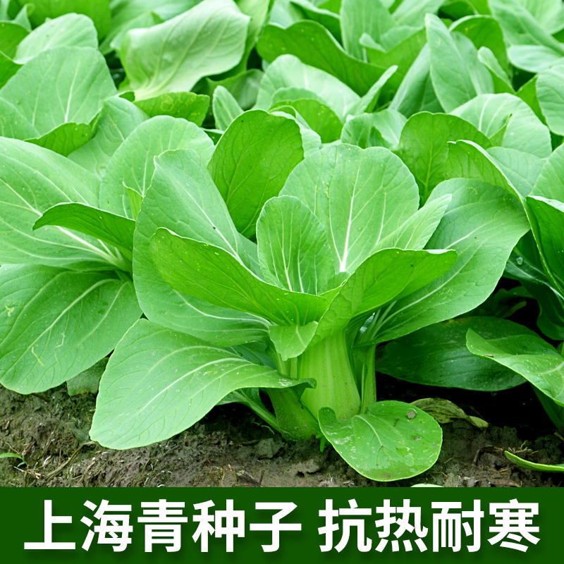 上海青种子蔬菜种籽鸡毛菜青菜小白菜四季耐寒种孑春秋冬季蔬菜籽