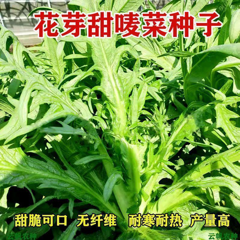 四季花芽甜麦菜种子高产易种花叶开丫苦麻菜阳台盆栽蔬菜苦唛菜籽