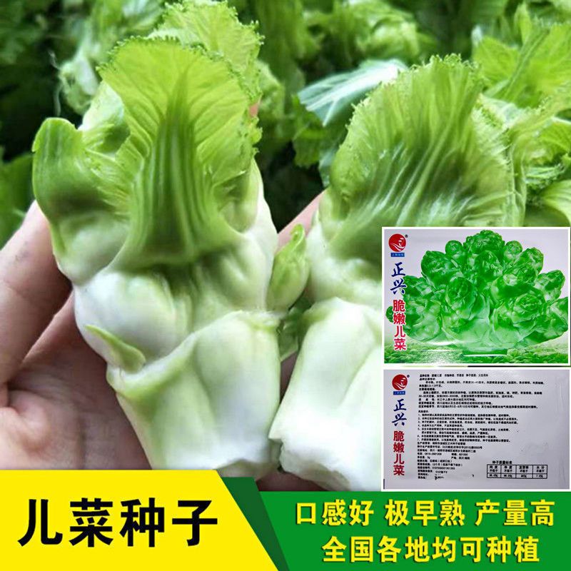 精品四川儿菜种子 早熟抱子芥娃娃菜胖儿菜秋季盆栽庭院蔬菜子