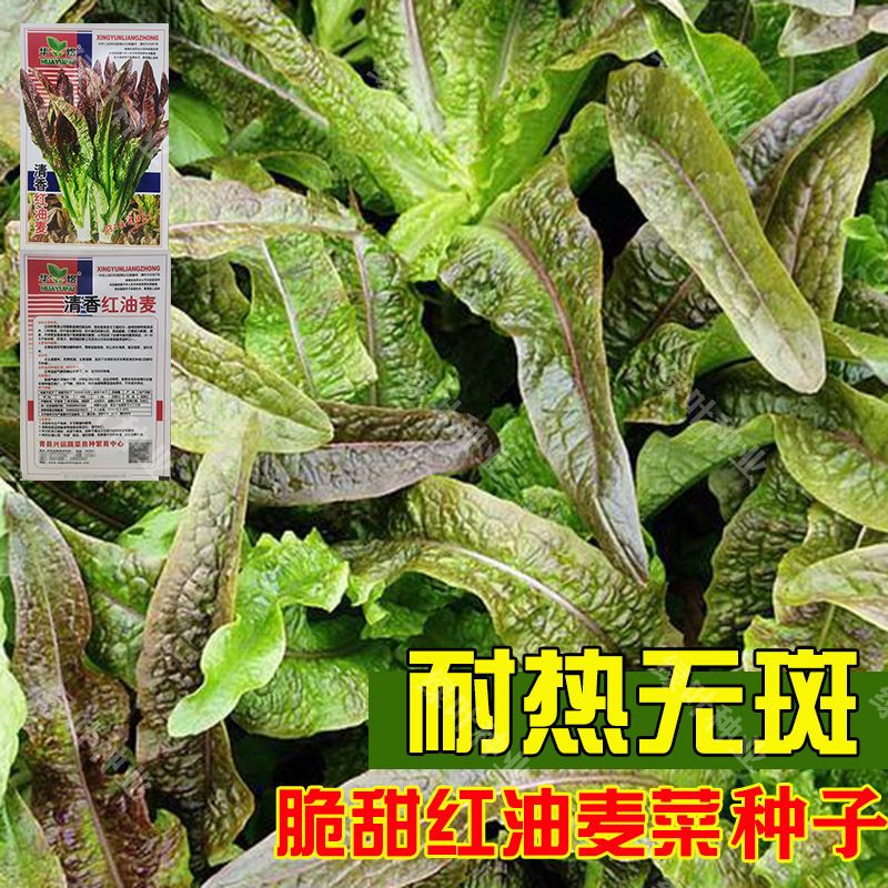 甜脆红油麦菜种子 抗热紫红油麦菜种籽 阳台盆栽四季播蔬菜籽