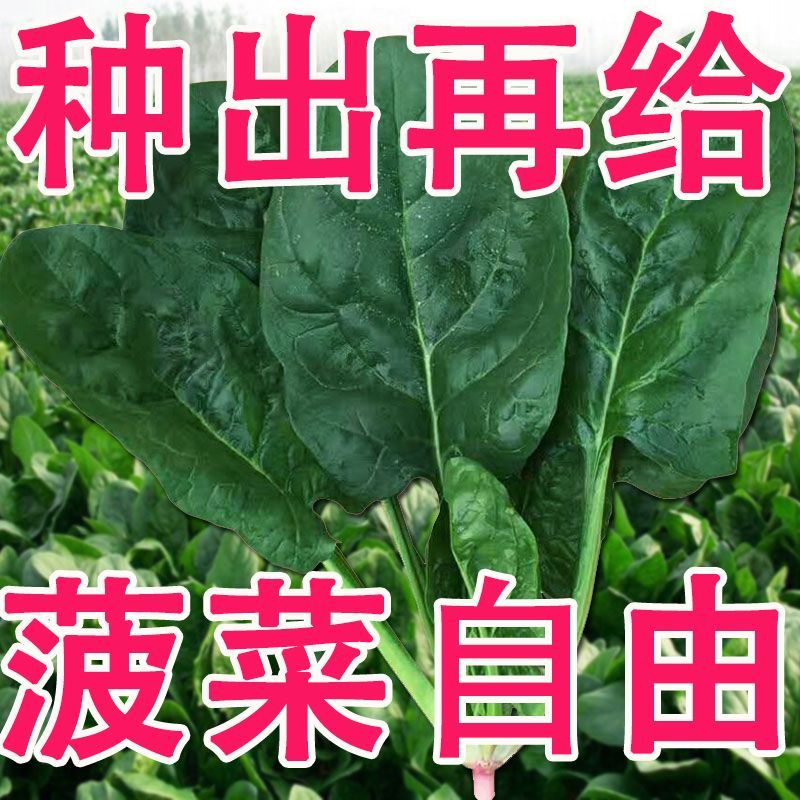 超耐热夏播王菠菜种子种籽高产春籽种夏季秋季四季蔬菜孑波菜夏子